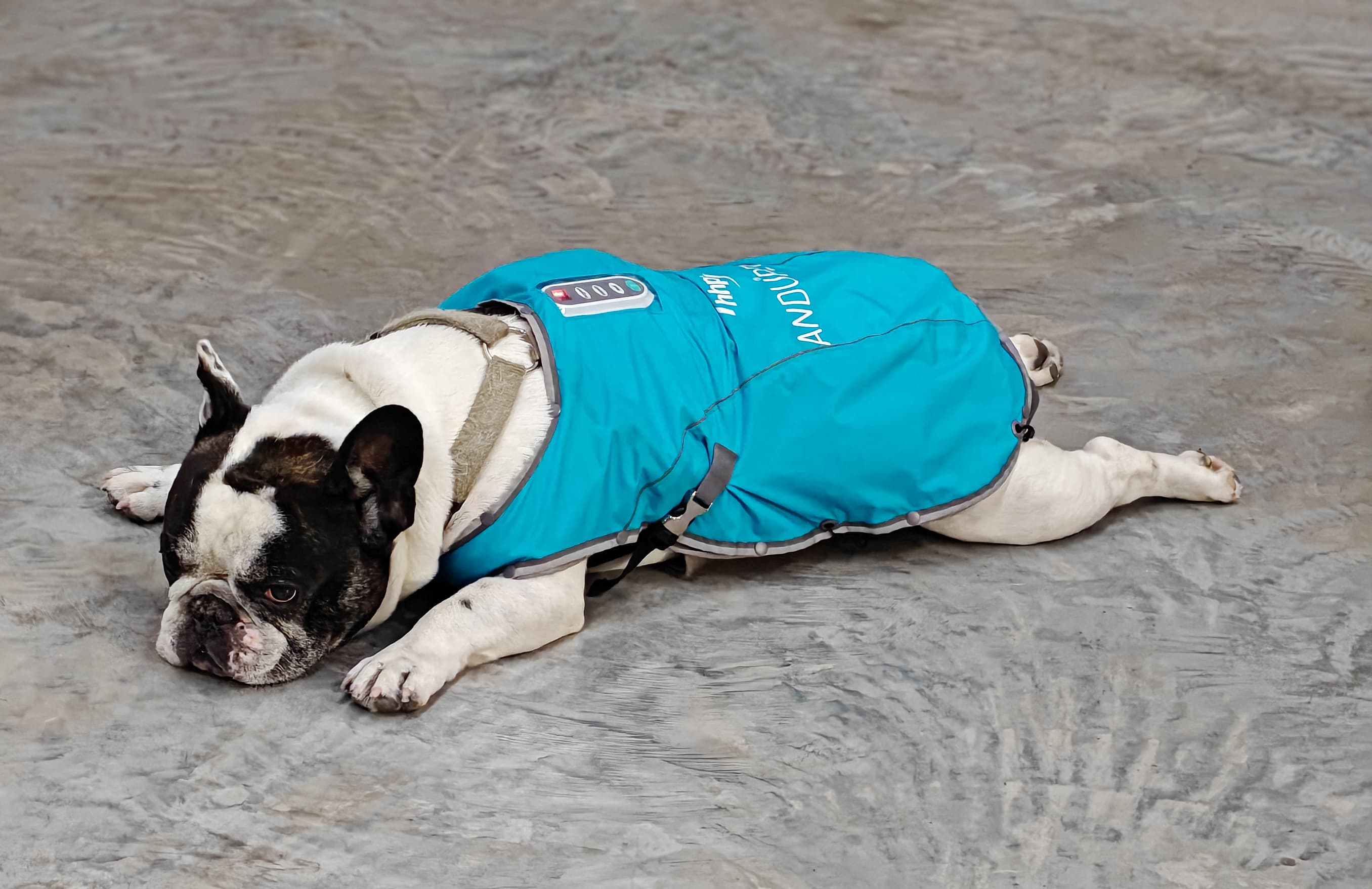 ANDUPET ProMassage Jacket op witte achtergrond